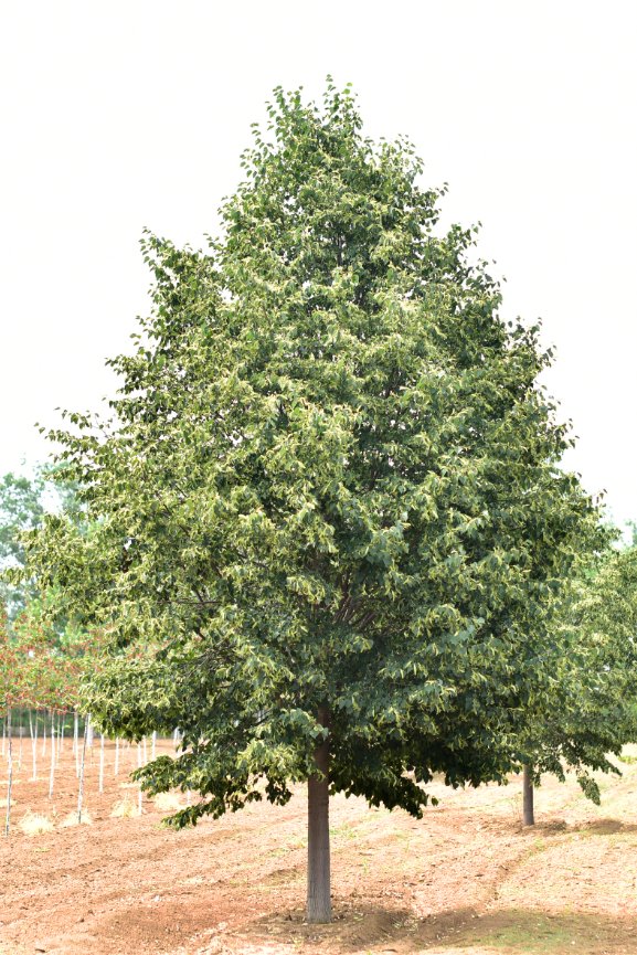 ġ