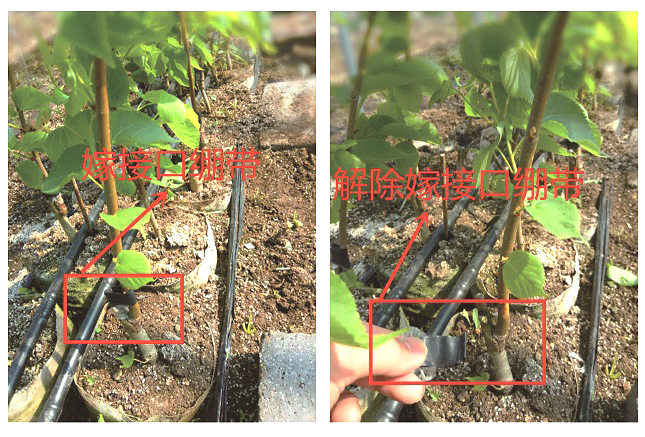 椴树小苗栽植技术